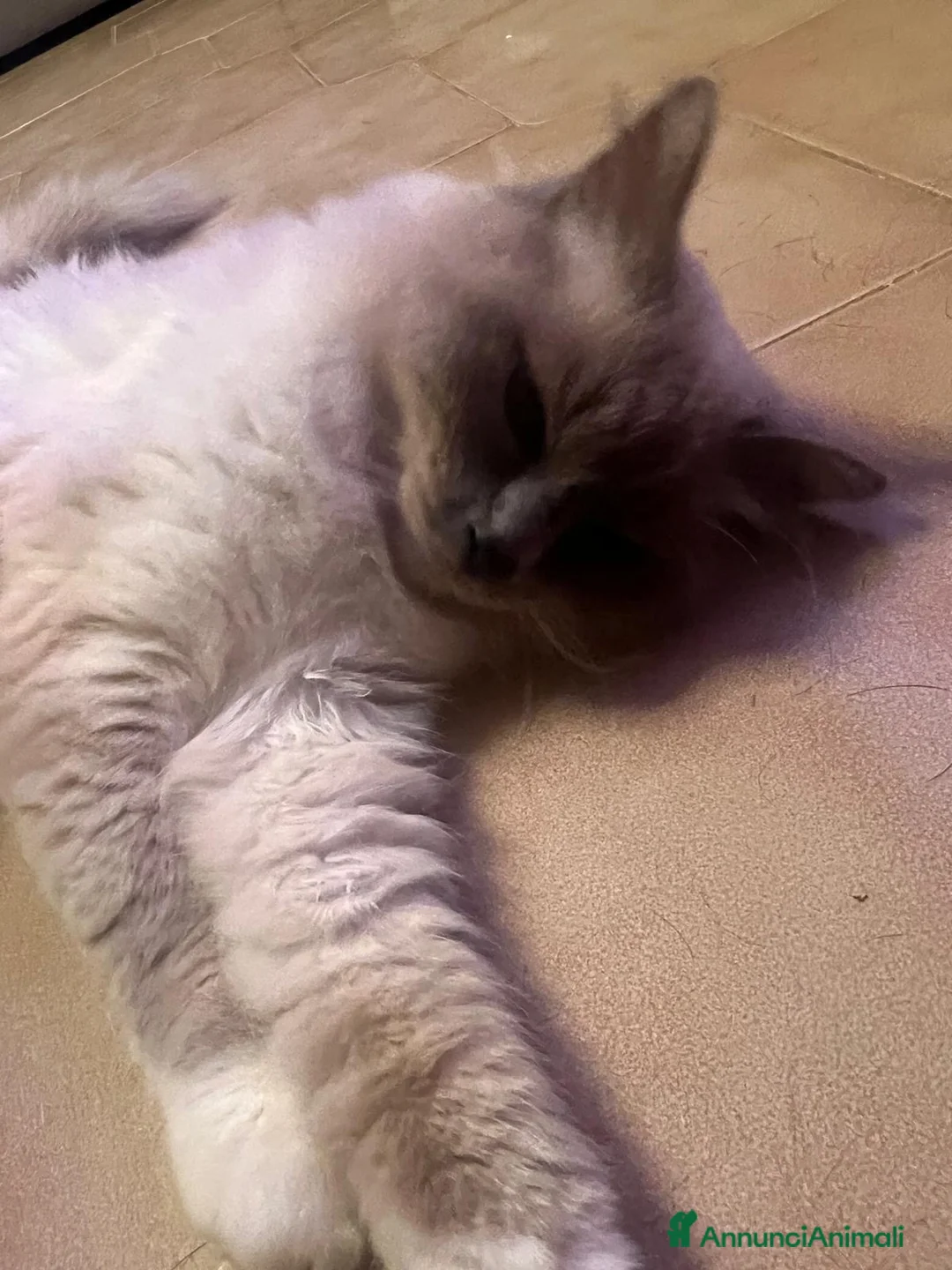 Sacro di Birmania gatti per accoppiamento: Sacro di Birmania per monte a Città Metropolitana di Torino - Annuncio 5