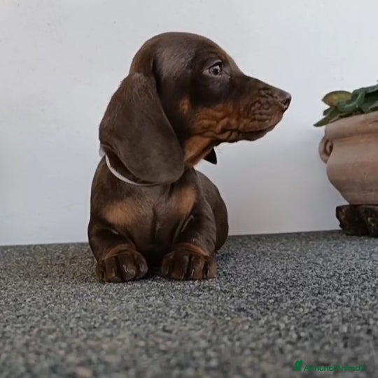 Bassotto cani Bassotti cioccolato Pedigree con affisso - Annuncio 1