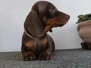 Bassotto cani in vendita: Bassotti cioccolato Pedigree con affisso - Annuncio 2