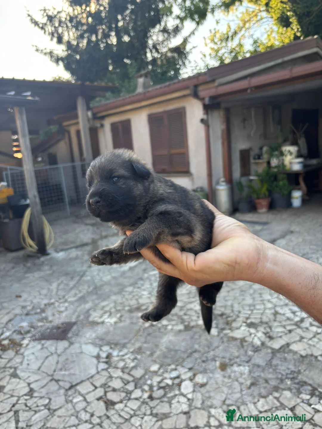 Pastore Tedesco cani in vendita: Vendita cuccioli di pastore tedesco puro - Annuncio 1
