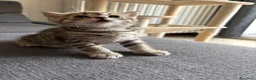 Scottish gatti in vendita: Scottish straight - Annuncio 3