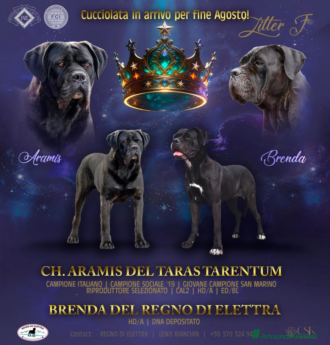 Cane Corso cani in vendita: Cuccioli cane corso alta genealogia - Annuncio 1