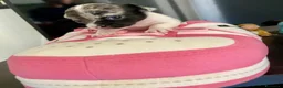 Chihuahua cani in vendita: Chihuahua cuccioli - Annuncio 1