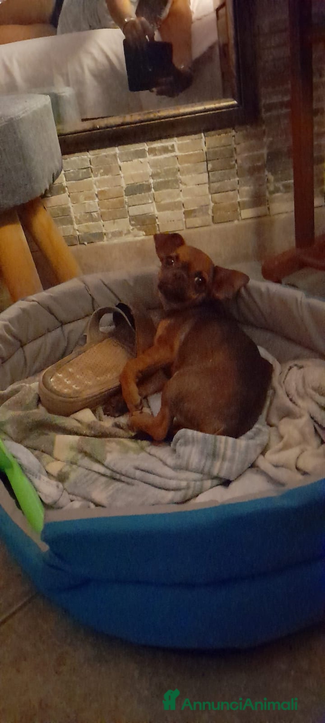 Chihuahua cani in vendita: Cucciolo femmina di 6 mesi - Immagine 4