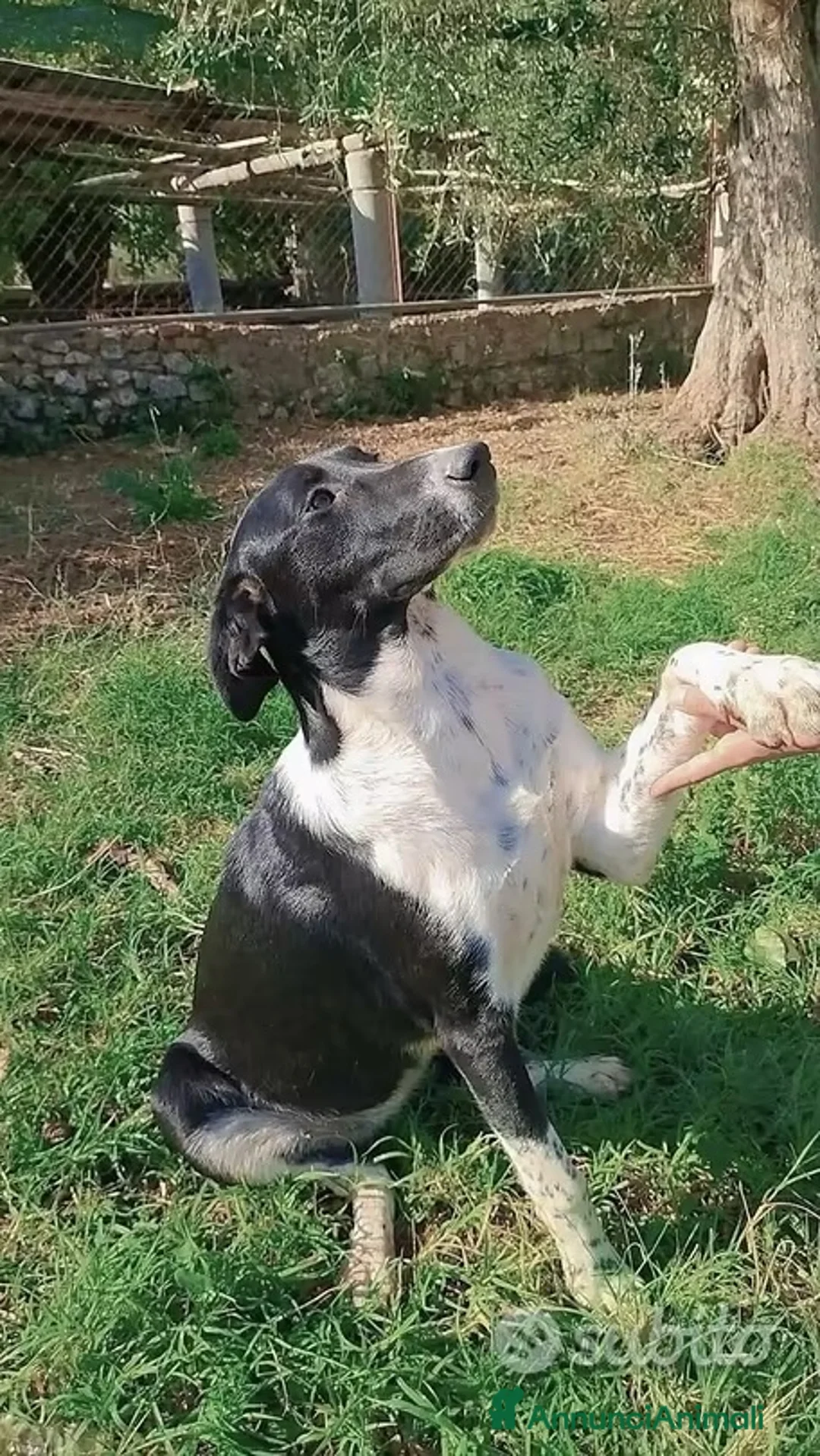 Meticcio cani in regalo: Luna tg media 7mesi  - Annuncio 6