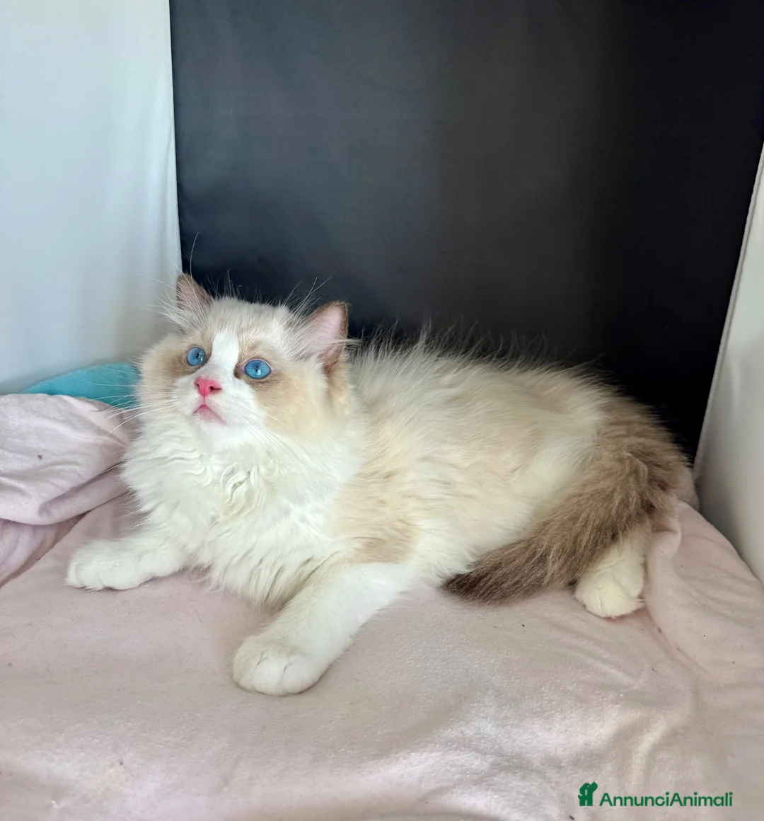 Ragdoll gatti in vendita: Cuccioli Ragdoll - Annuncio 2