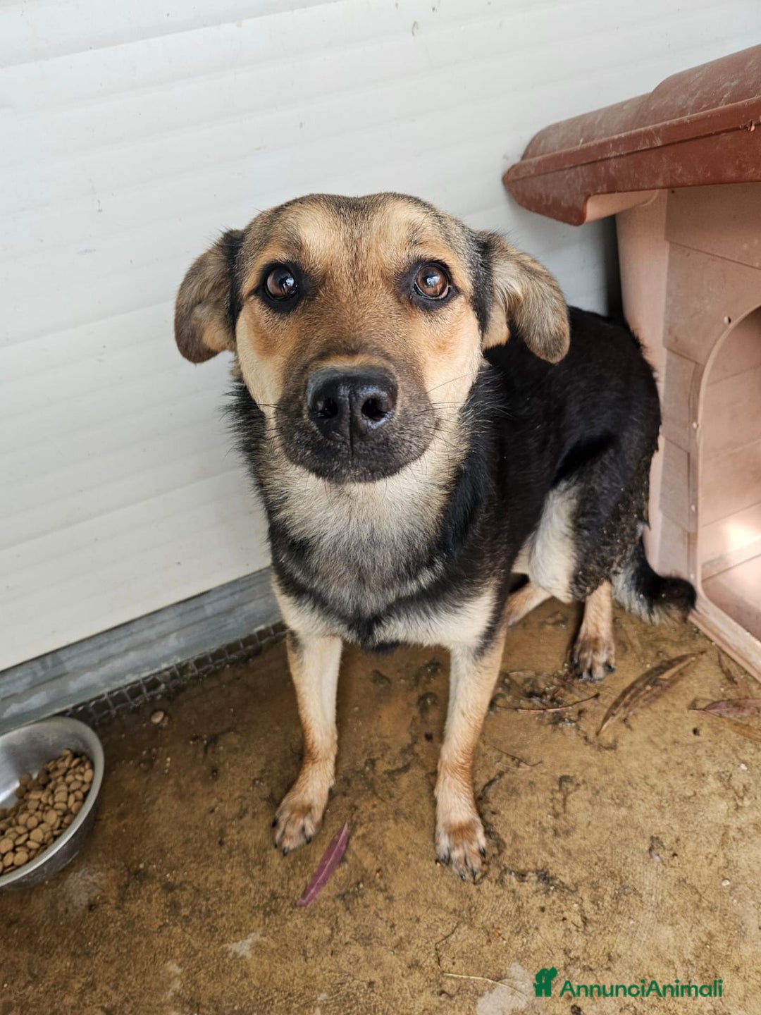 Meticcio cani in regalo: Andrea: 1anno taglia contenuta timido dolce  a Città Metropolitana di Genova - Immagine 2