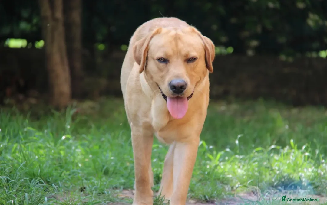 Labrador cani per accoppiamento: Labrador retriever per monta - Annuncio 1