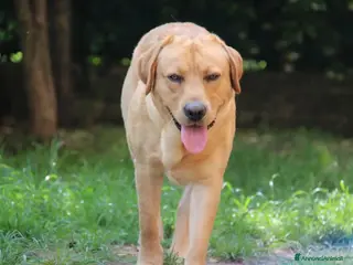 Labrador cani Labrador retriever per monta - Annuncio 18