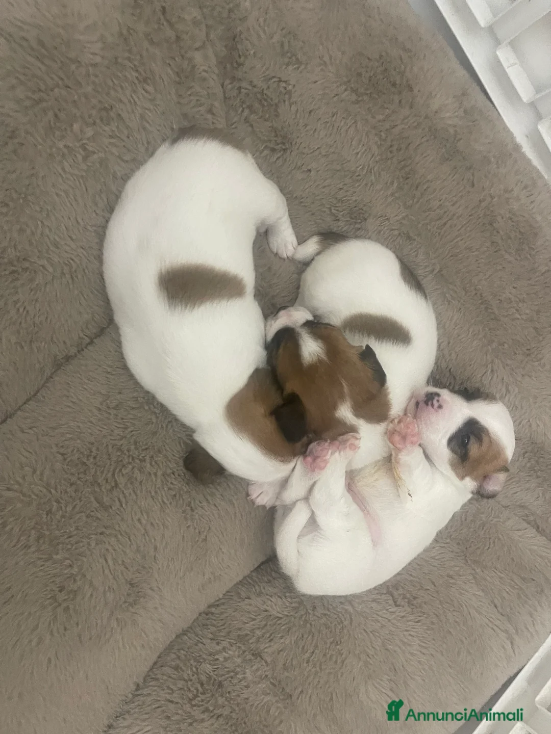 Jack Russell cani in vendita: Cuccioli di jack russel - Annuncio 7