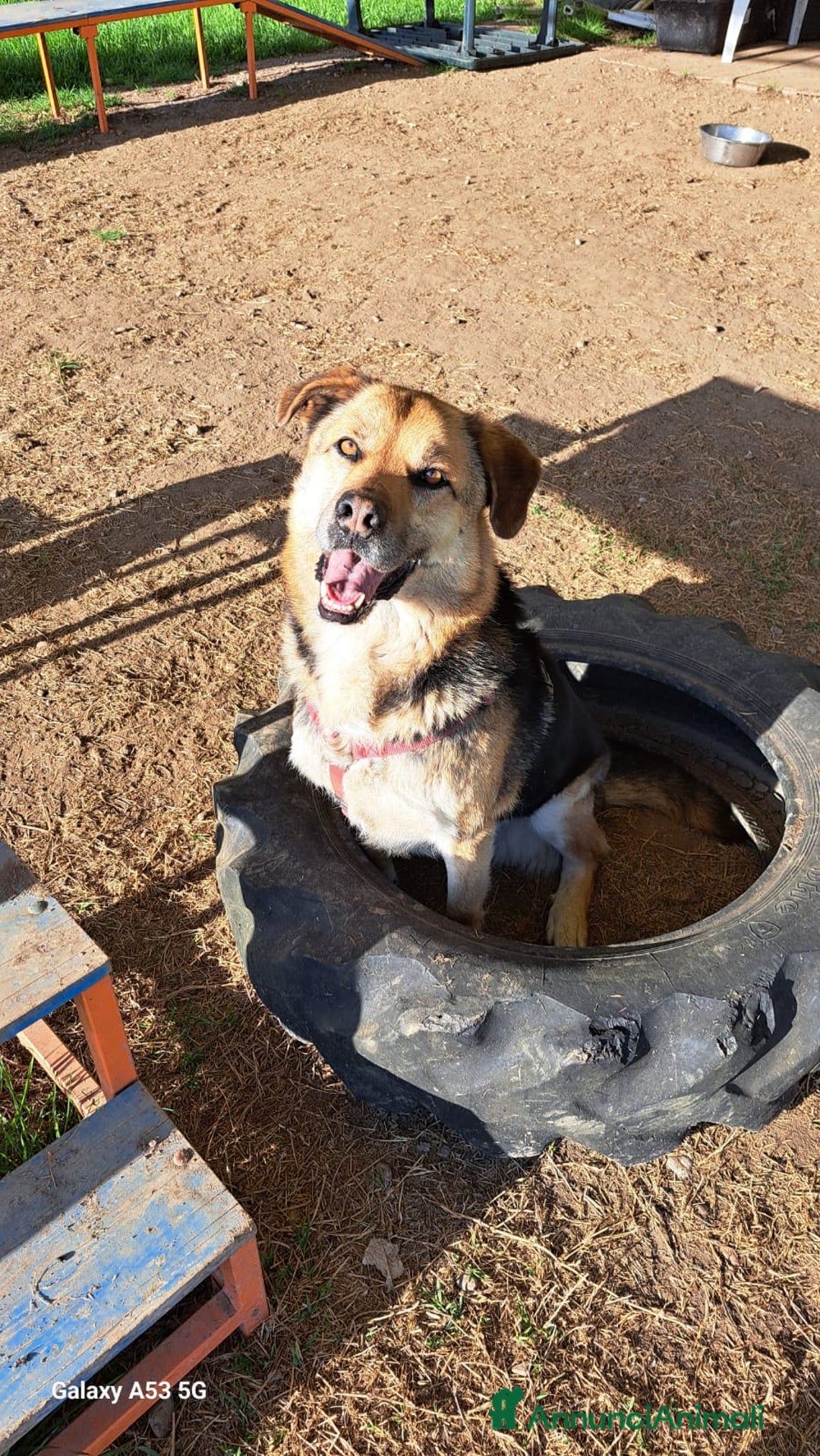 Meticcio cani in regalo: Simil Pastore tedesco 4anni salvato 2anni fa BG - Annuncio 2