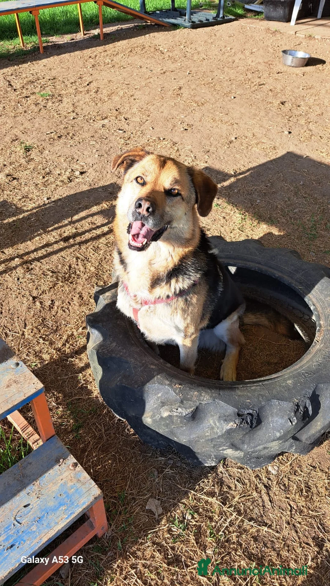 Meticcio cani in regalo: Simil Pastore tedesco 4anni salvato 2anni fa BG - Annuncio 2