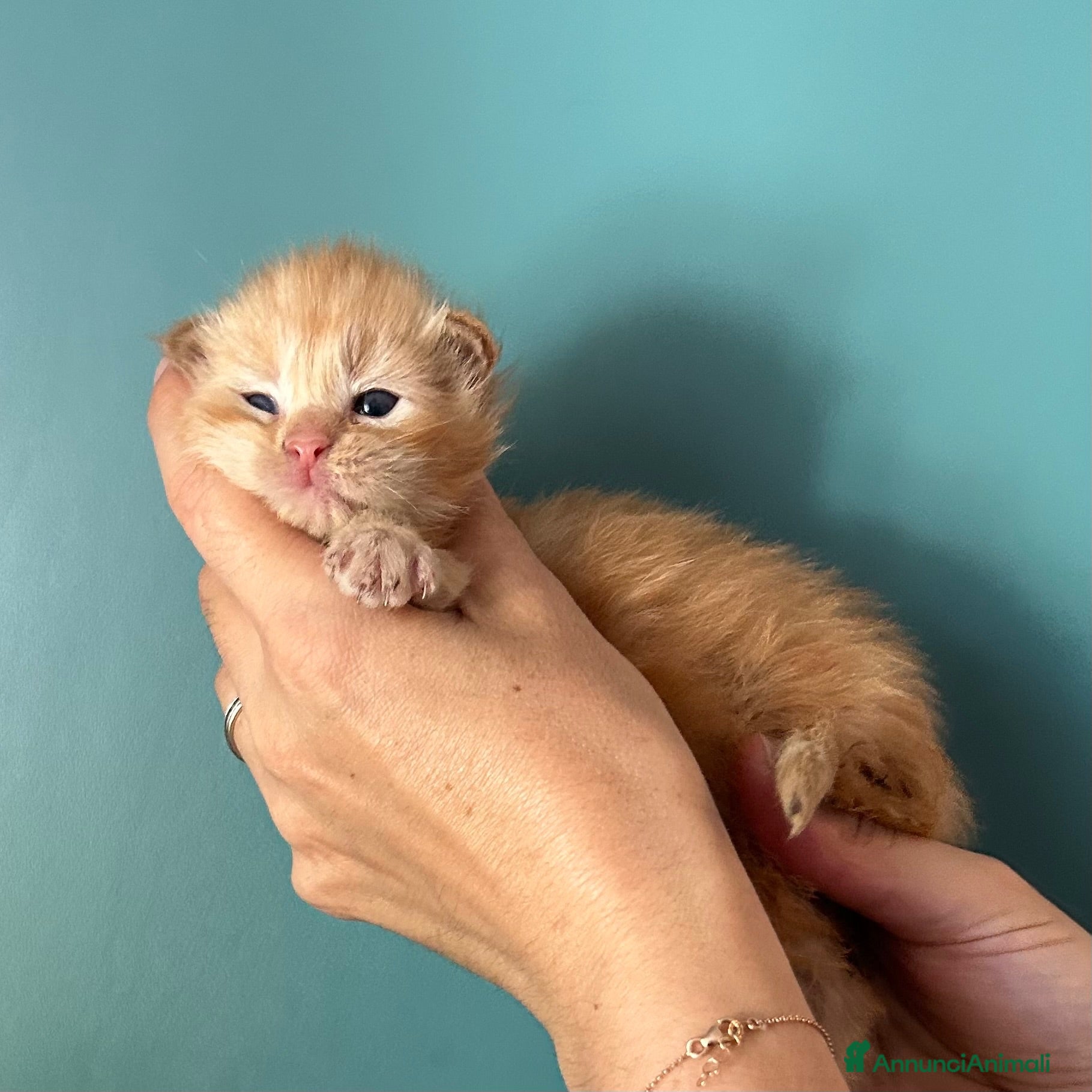 Maine Coon gatti Maine Coon  - Annuncio 5