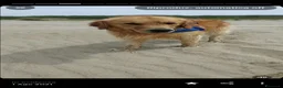 Golden Retriever cani per accoppiamento: Golden retriever per accoppiamento  - Annuncio 7