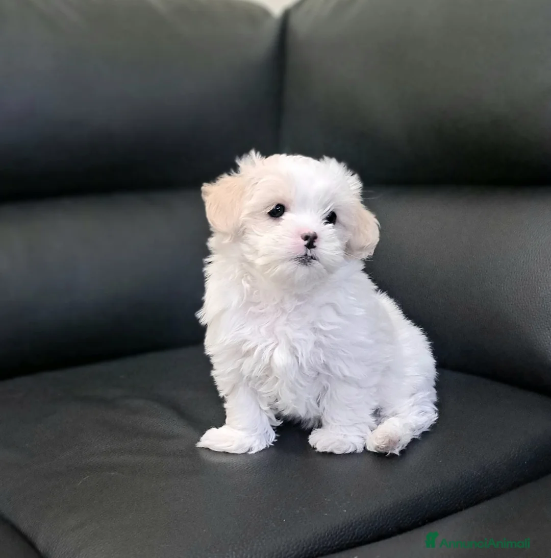 Bichon cani in vendita: Bellissima femminuccia di Bichon Havanese  - Annuncio 2