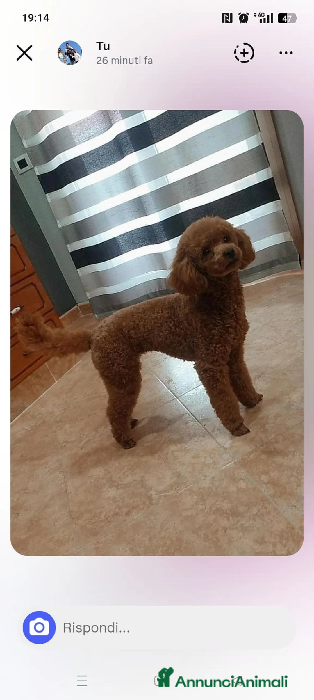 Barboncino Toy cani in vendita: Barboncino Toy Red  - Annuncio 6