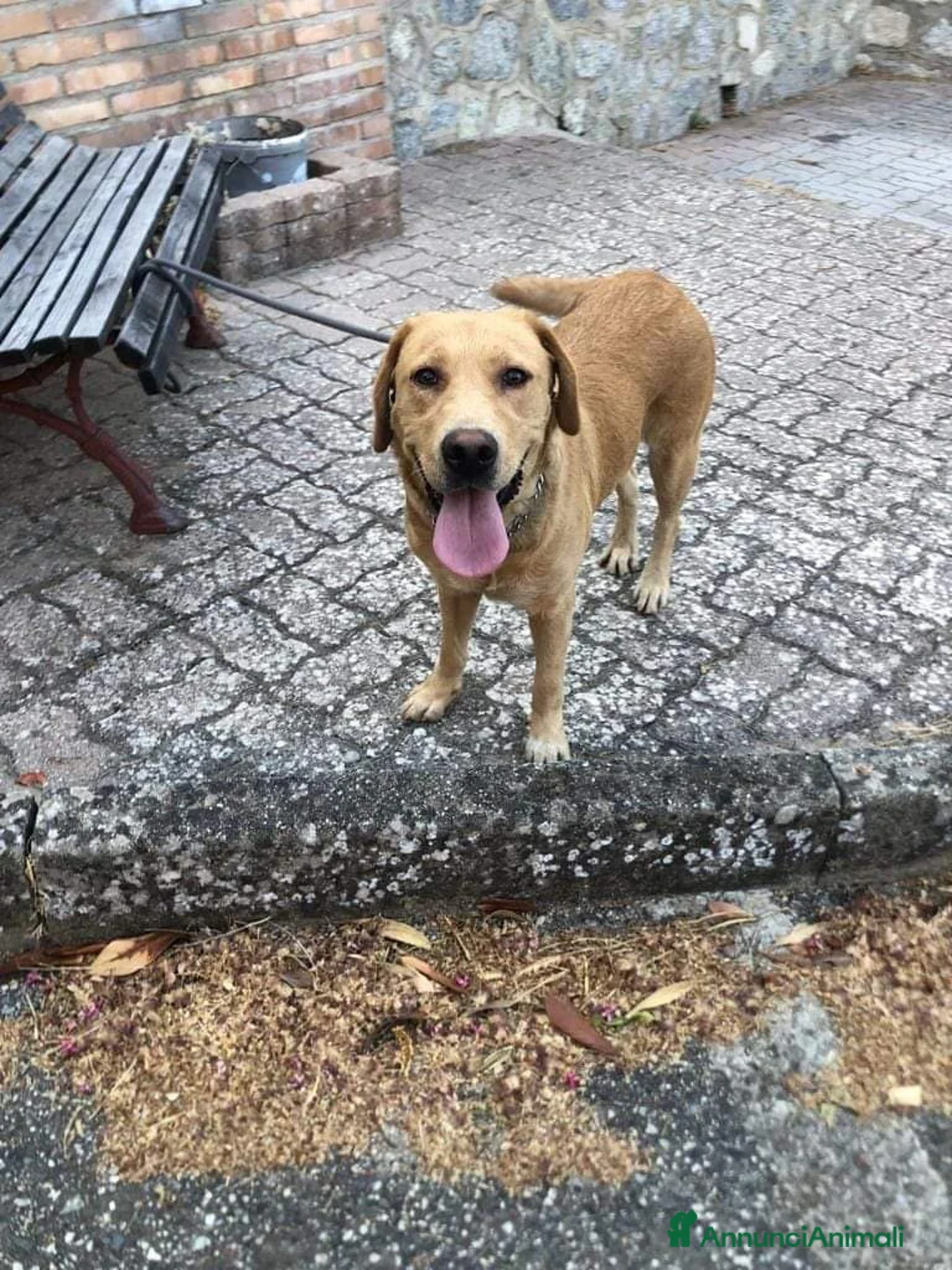 Meticcio cani in regalo: Simil Labrador 4anni SOLA IN QUEL RECINTO!CALABRIA a Città Metropolitana di Milano - Annuncio 2