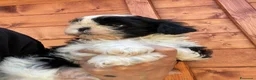 Shih Tzu cani in vendita: Cuccioli di Shi-tzu - Annuncio 33