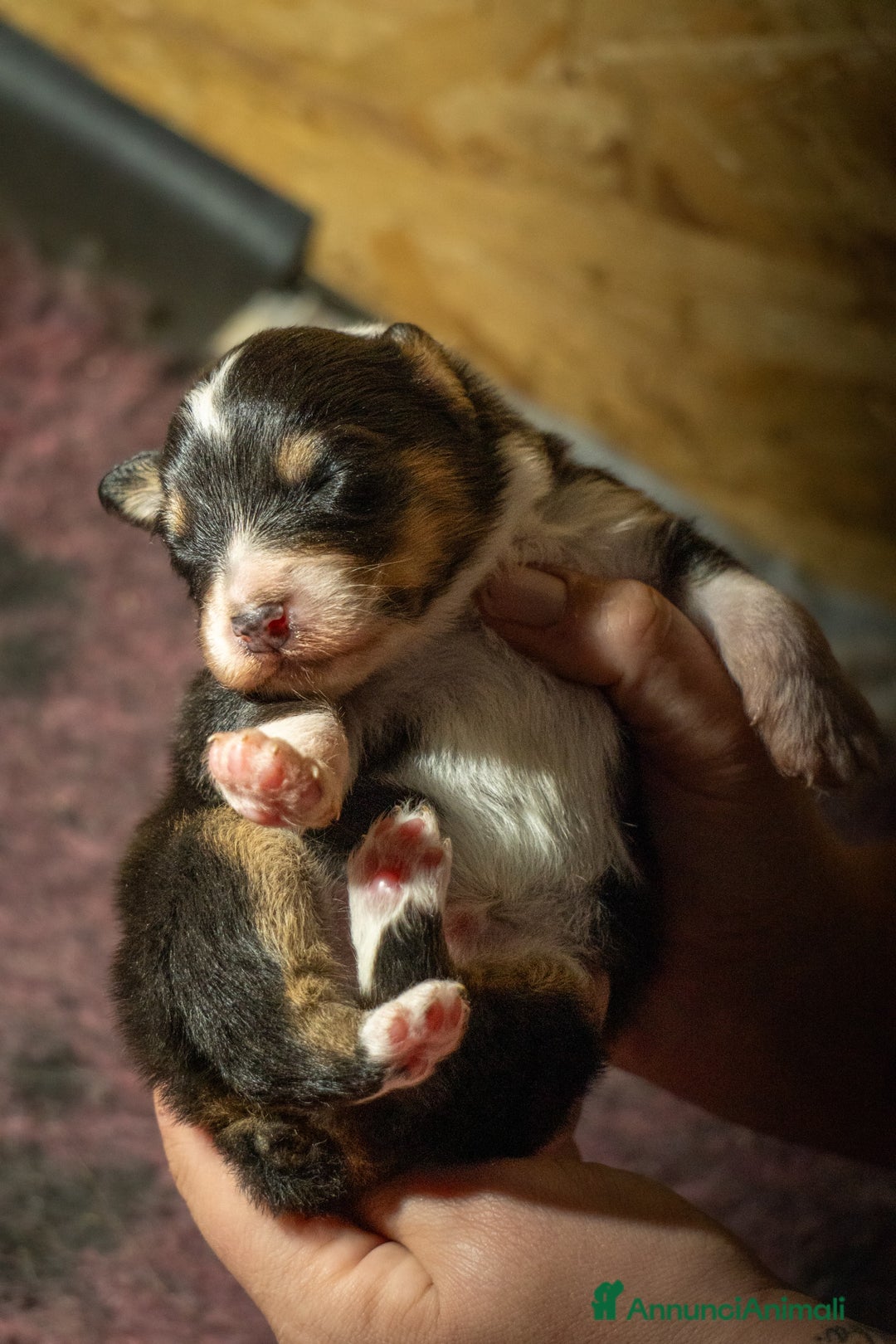 Australian Shepherd cani in vendita: Australian Shepherd  - Annuncio 22