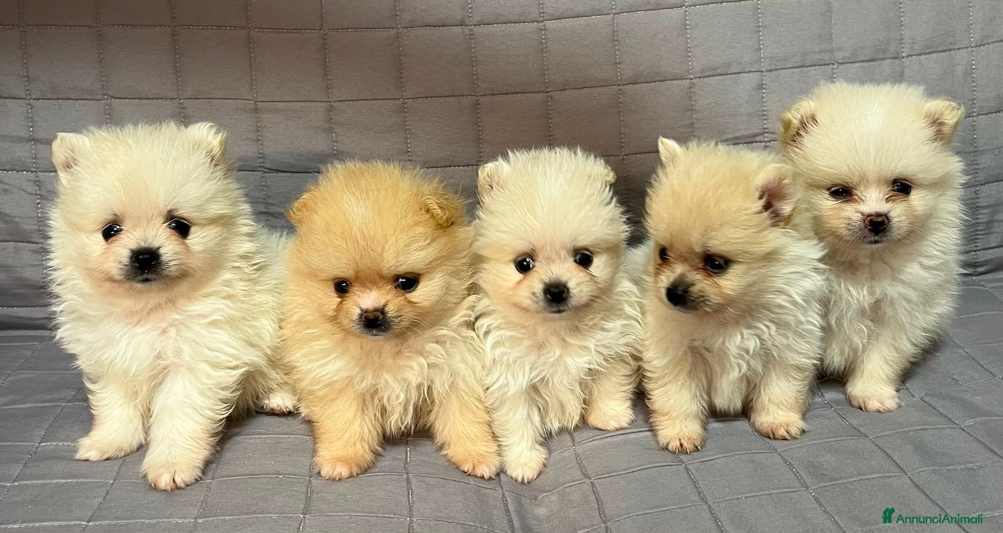 Spitz cani Cuccioli Spitz Nano Tedesco di Pomerania - Annuncio 1