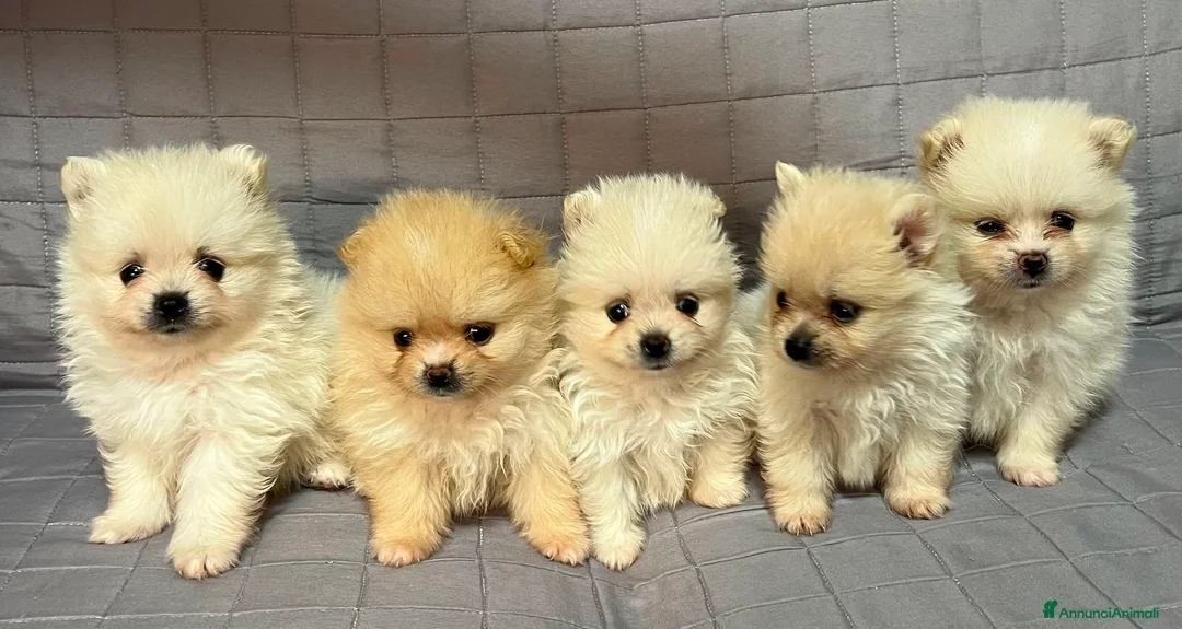 Spitz cani in vendita: Cuccioli Spitz Nano Tedesco di Pomerania a Libero consorzio comunale di Trapani - Annuncio 1