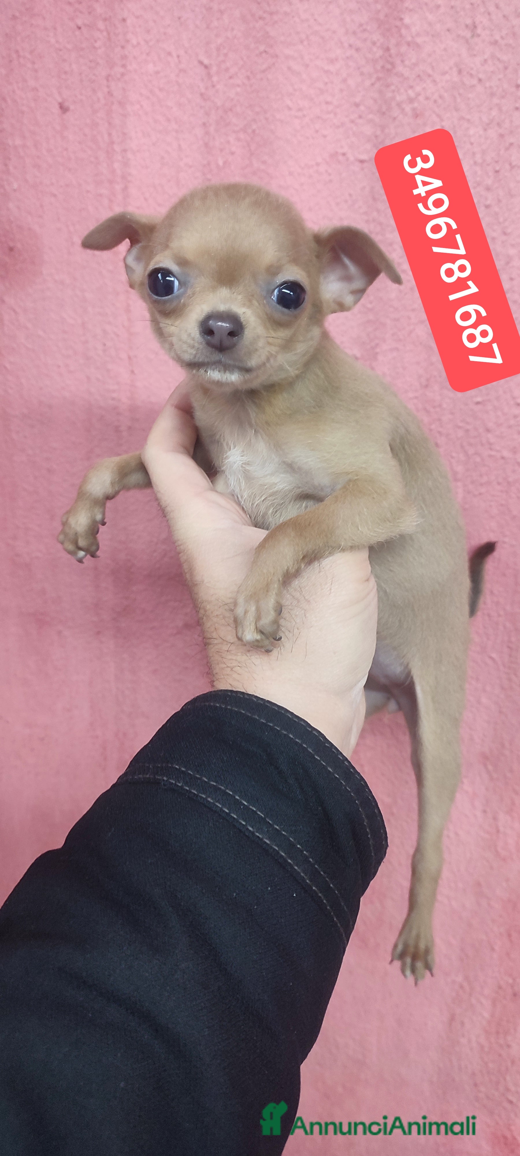 Chihuahua cani CHIHUAHUA cucciolina coccolina - Annuncio 1