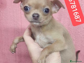 Chihuahua cani CHIHUAHUA cucciolina coccolina - Annuncio 1
