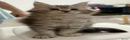 Maine Coon gatti in vendita: Stupendi cuccioli Silver pedigree da compagnia  - Annuncio 7