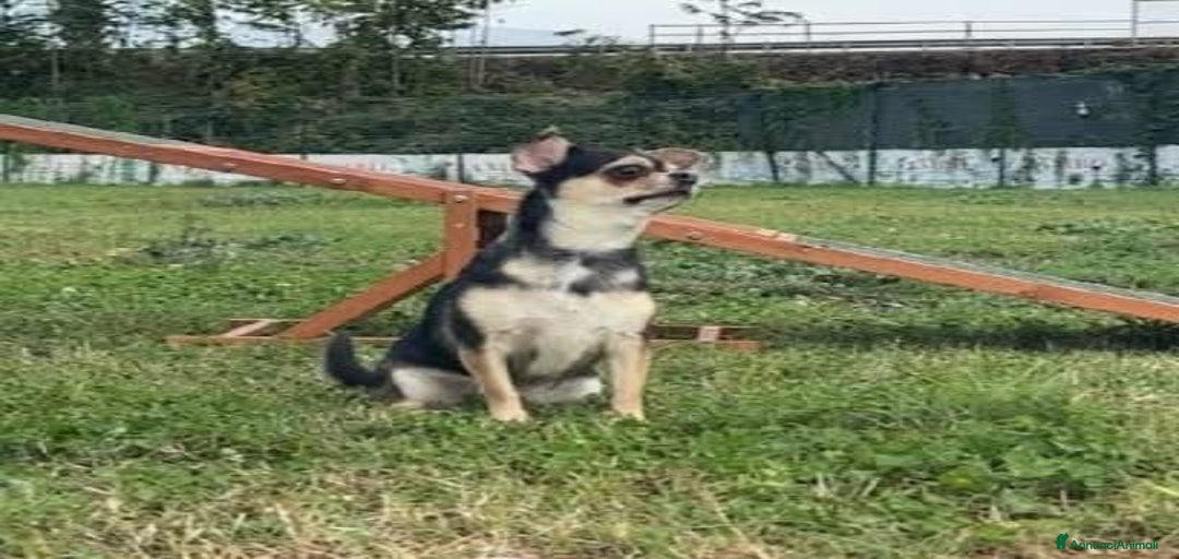 Immagine della galleria {{count}}