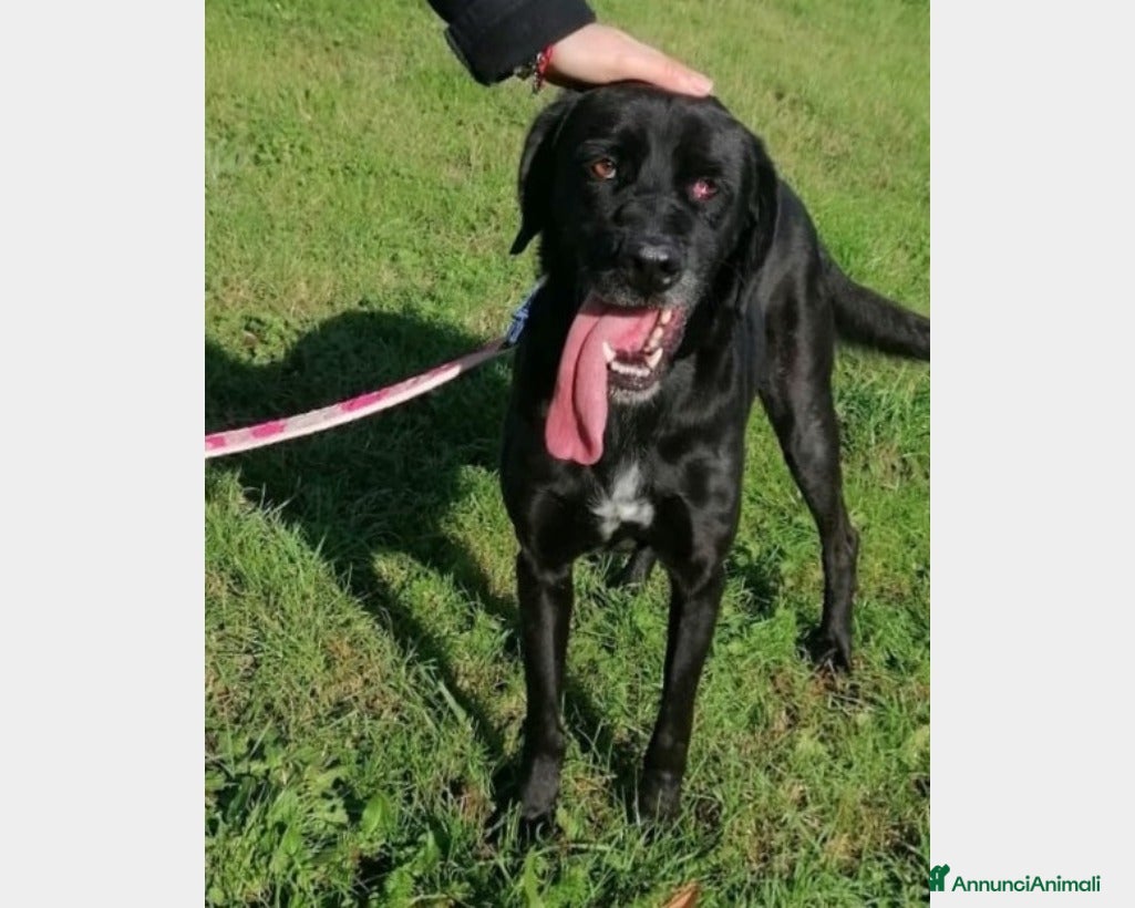 Meticcio cani King, mix labrador nero merita una famiglia a Latina - Annuncio 2