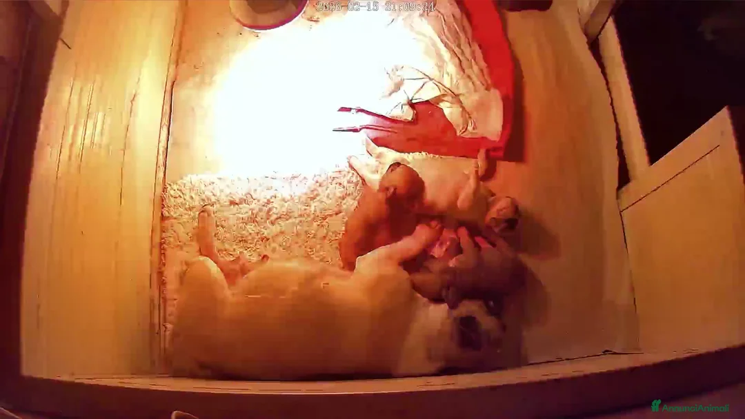 Bulldog Francese cani in vendita: Cucciola bulldog francese  - Annuncio 2