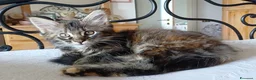 Maine Coon gatti in vendita: Ultima cucciola di Maine coon XXL - Annuncio 3