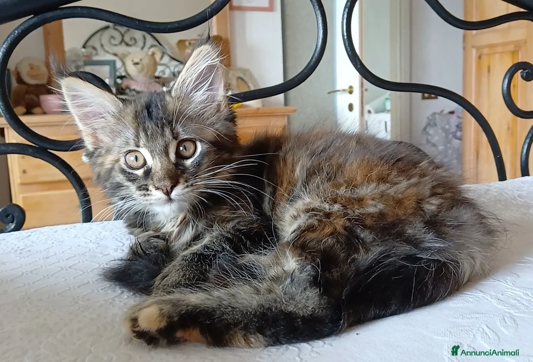 Maine Coon gatti in vendita: Ultima cucciola di Maine coon XXL - Annuncio 3