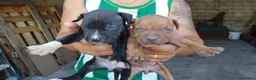 Pitbull cani in vendita: american pitbull a Città Metropolitana di Bari - Annuncio 3