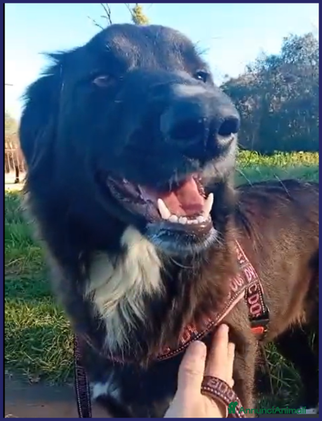 Meticcio cani in regalo: TALIA adorabile pelosetta 1anno - tg 20kg - Annuncio 2