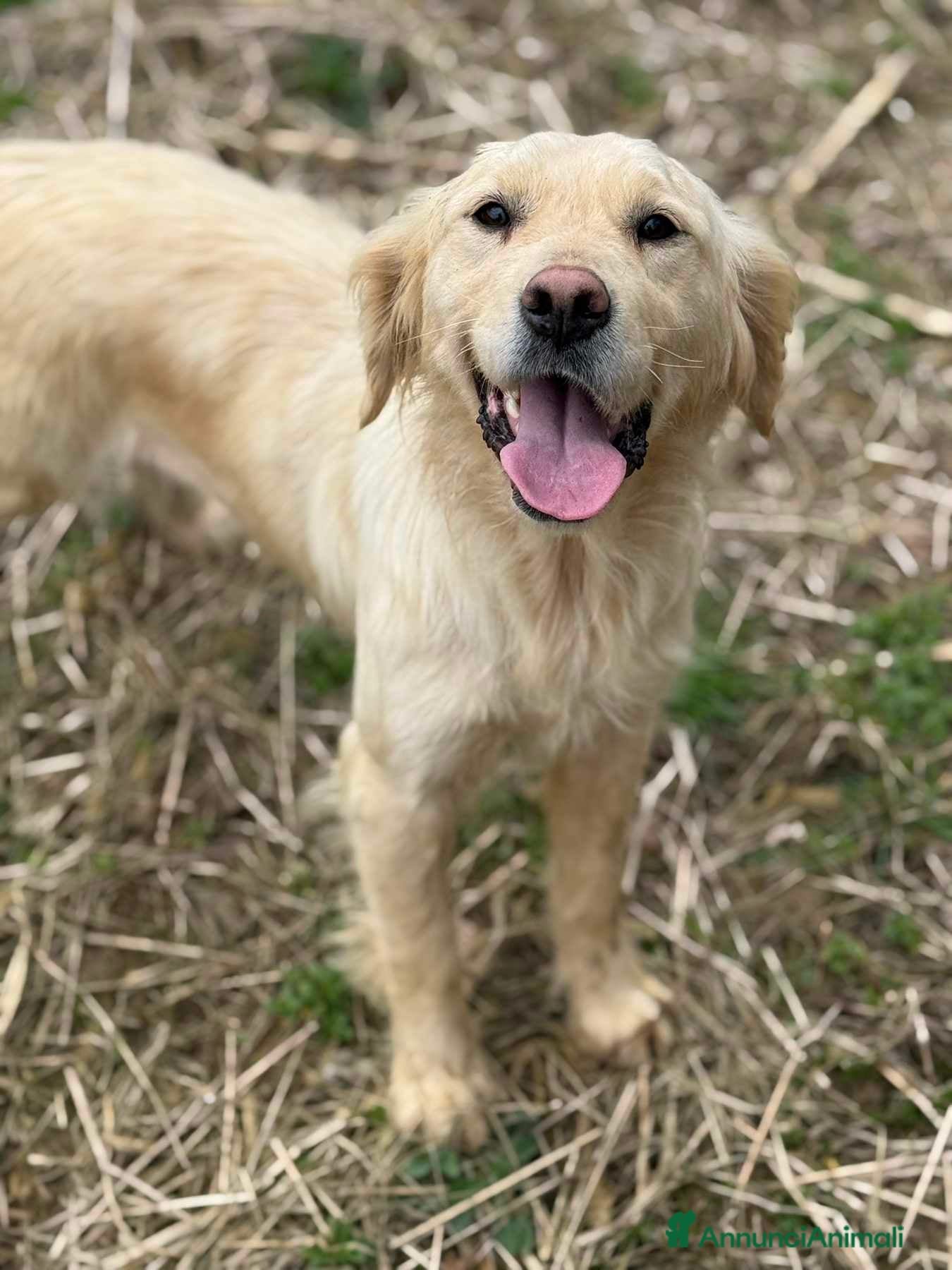 Golden Retriever cani HONEY, mix GOLDEN RETRIEVER dolce come il miele! - Annuncio 1