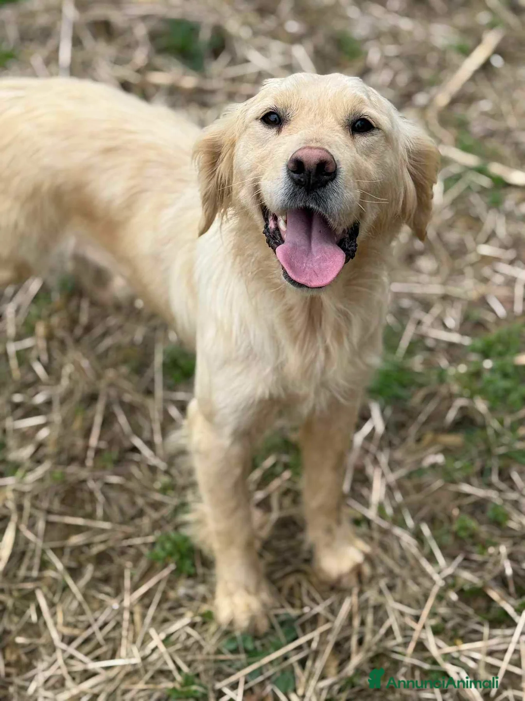 Golden Retriever cani in regalo: HONEY, mix GOLDEN RETRIEVER dolce come il miele! - Annuncio 1