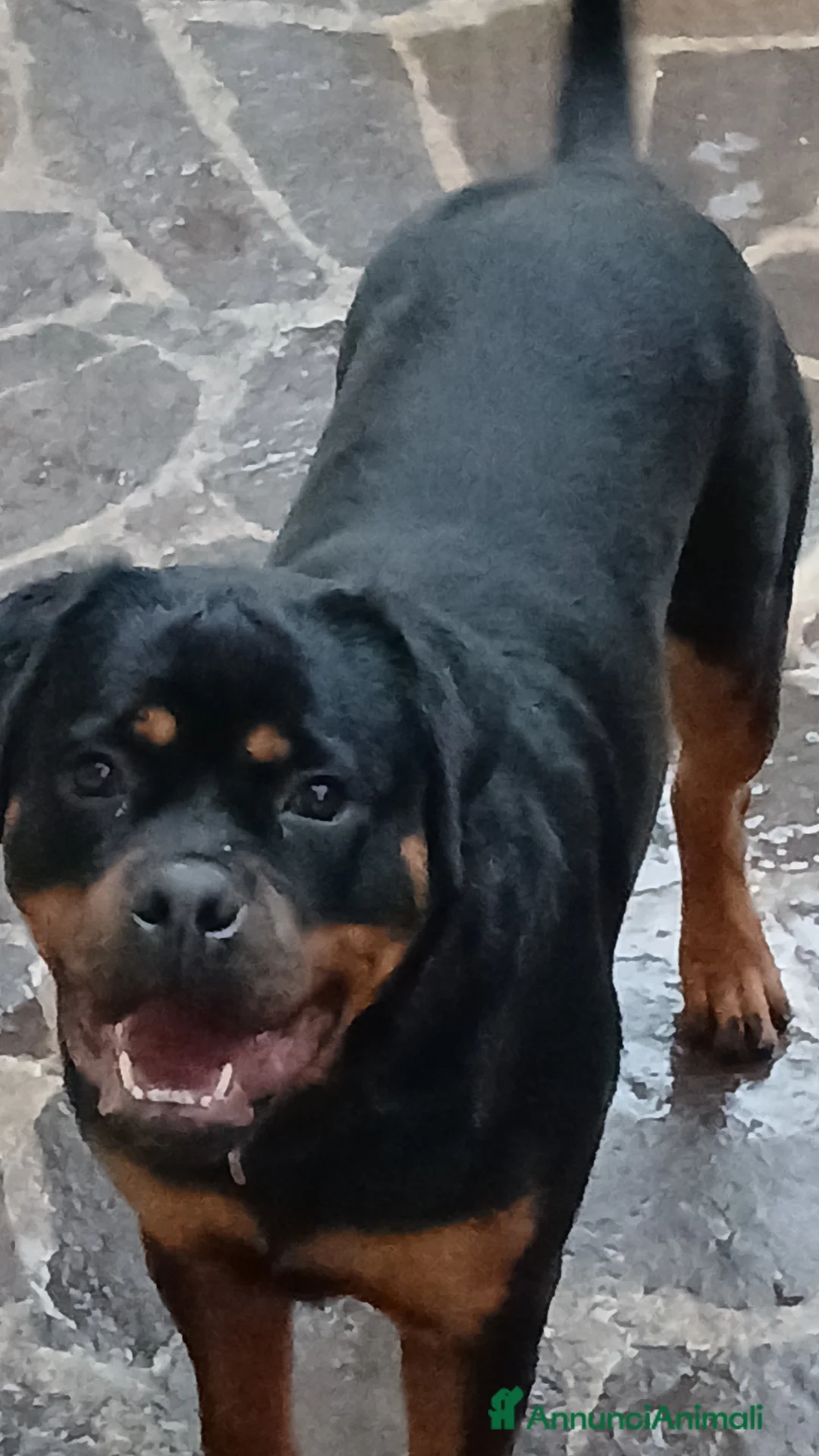 Rottweiler cani in vendita: Splendida Rottweiler femmina di 9 mesi. - Annuncio 3