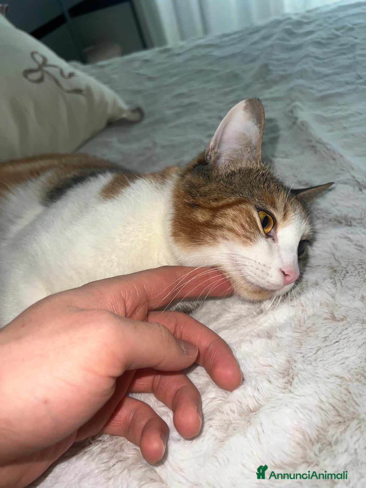 Europeo gatti Gattina di 1 ann0, in regalo - Annuncio 2