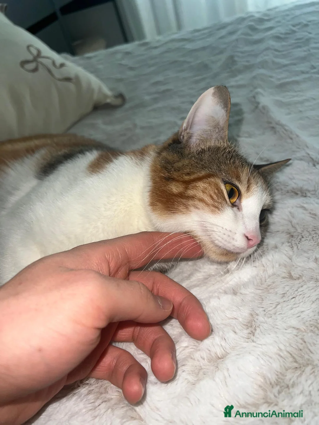 Europeo gatti in regalo: Gattina di 1 ann0, in regalo - Annuncio 2