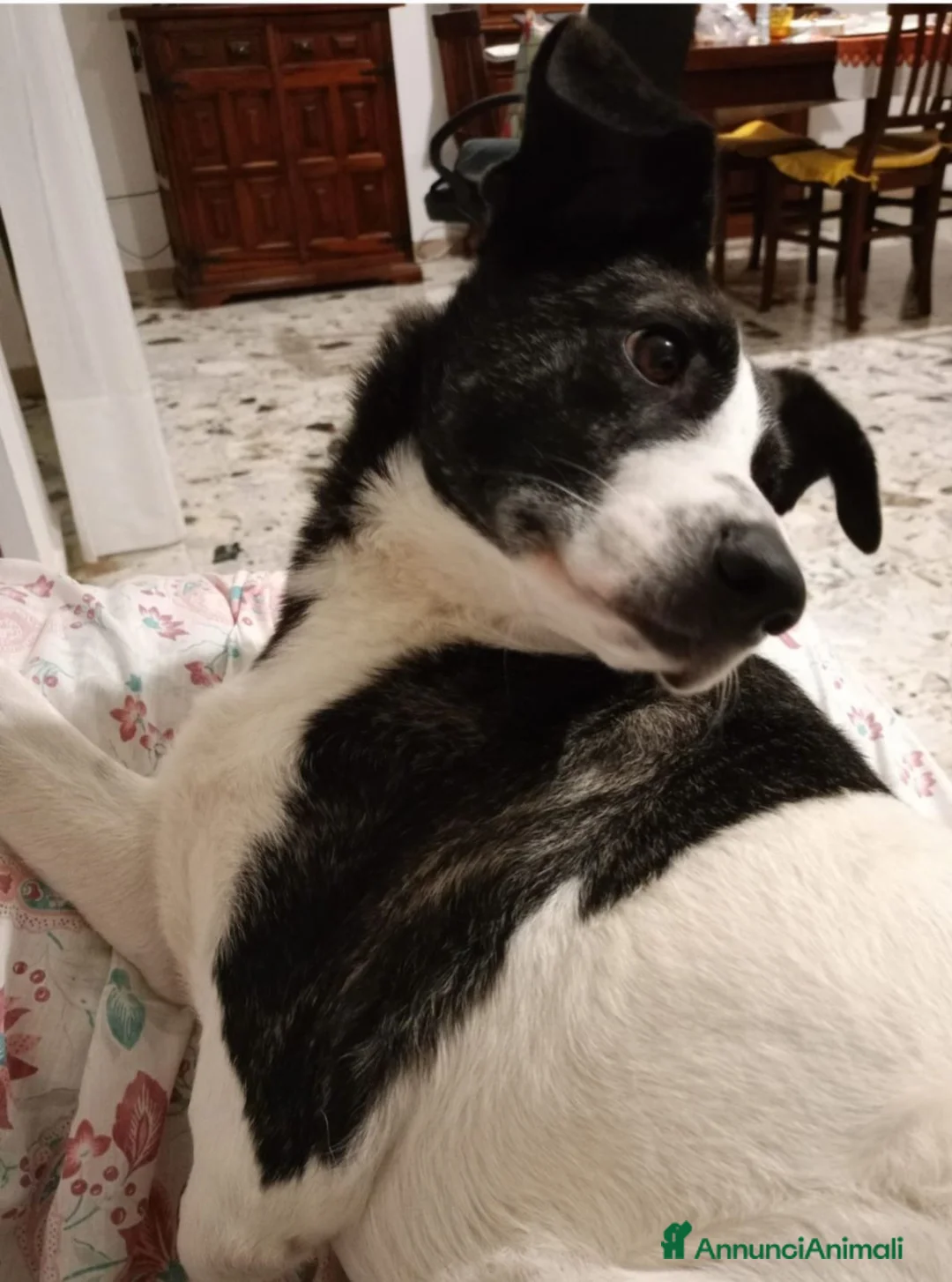Meticcio cani in regalo: Femmina 3anni STALLO FINITO,URGENTE! SOLO SARDEGNA - Annuncio 3