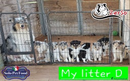 Collie cani in vendita: Collie pastore scozzese  a Provincia di Viterbo - Immagine 1