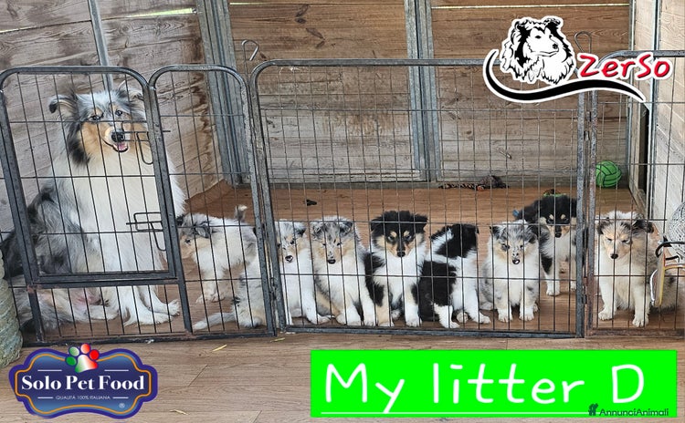 Collie cani a Provincia di Viterbo - Annuncio 10