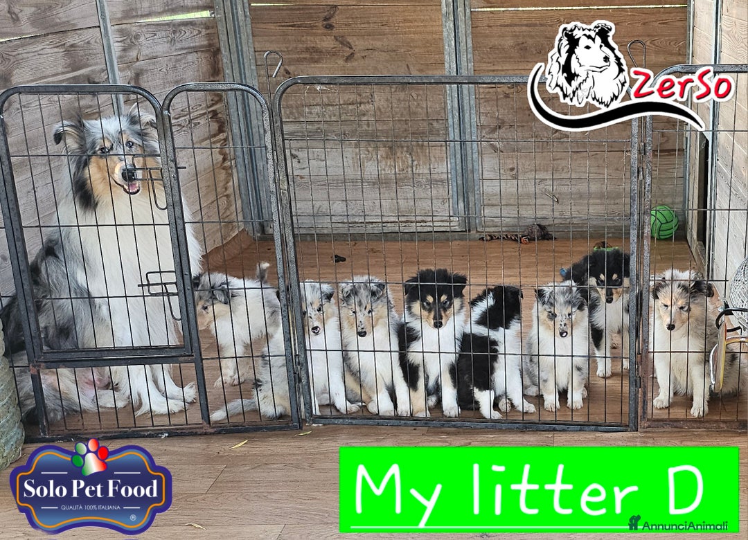 Collie cani in vendita: Collie pastore scozzese  a Provincia di Viterbo - Immagine 1