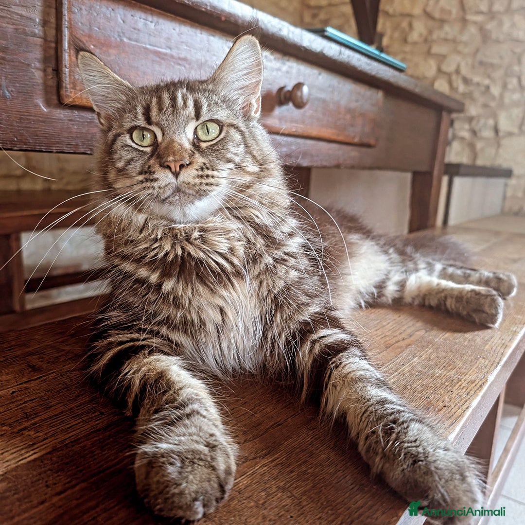 Maine Coon gatti in vendita: Cucciola Maine Coon Black smoke  - Annuncio 4