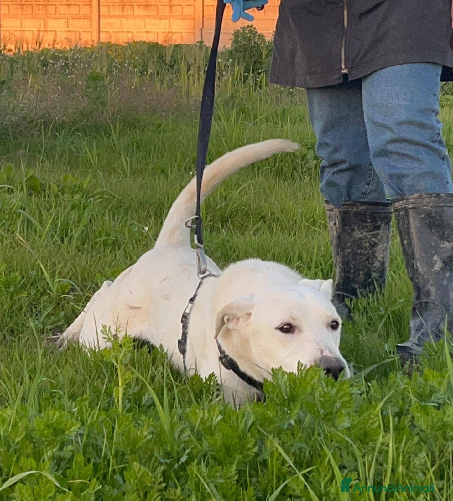 Dogo Argentino cani Enea. - Annuncio 2