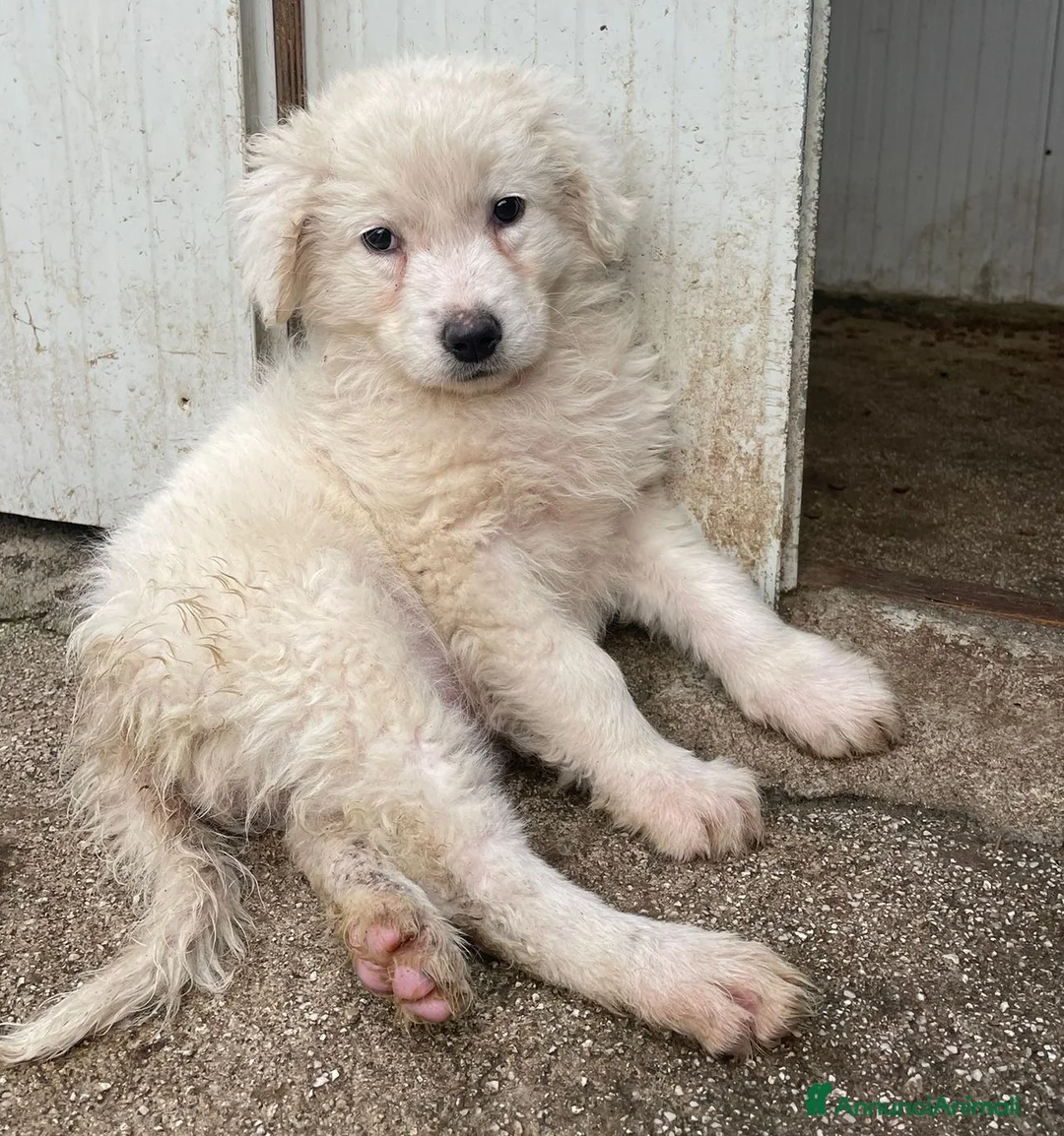 Meticcio cani in regalo: CI ADOTTI? - Annuncio 9
