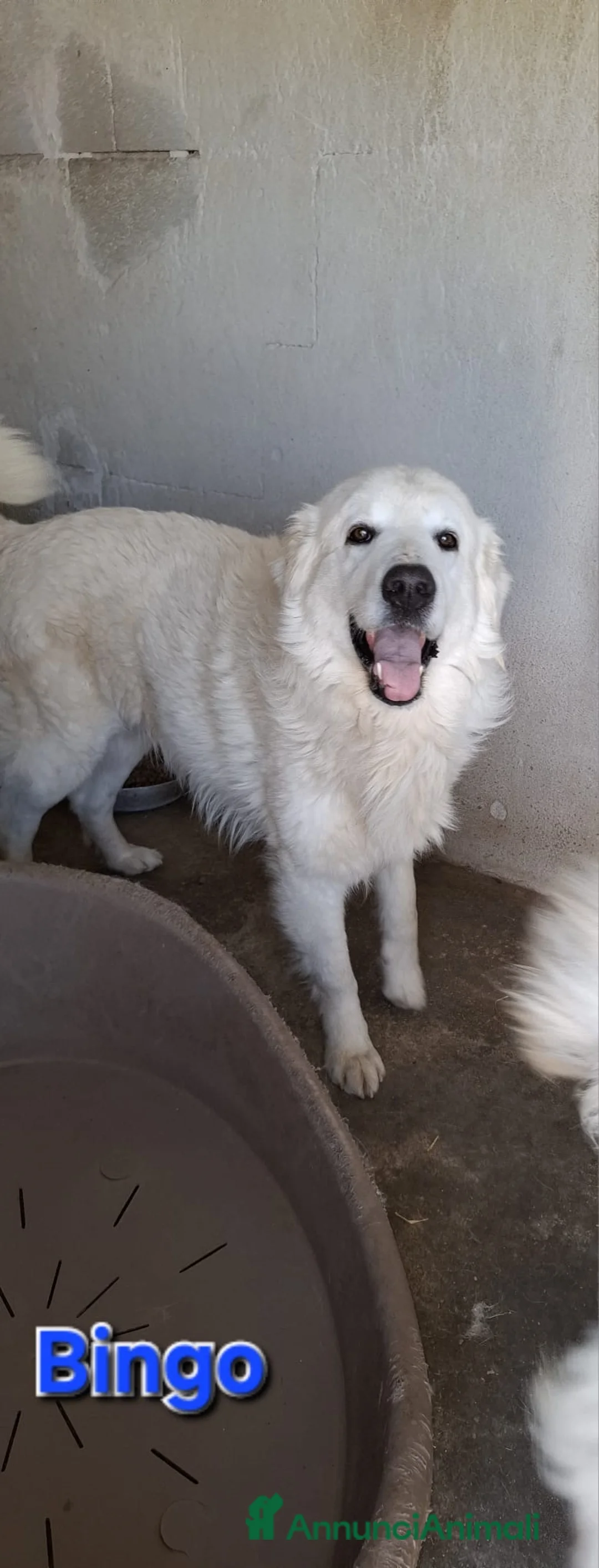 Pastore Maremmano cani in regalo: Bingo bellissimo e fiero simil maremmano - Annuncio 2