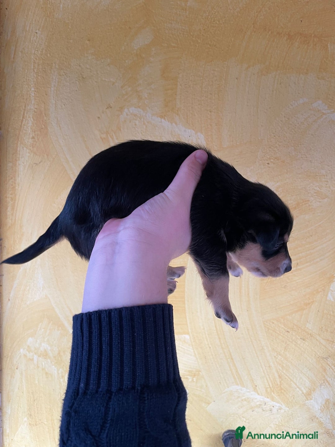 Volpino Italiano cani in regalo: Cuccioli di meticcio (simil volpino italiano) - Annuncio 6