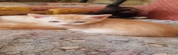 Europeo gatti in regalo: Regalo gattini nati in casa - Annuncio 5